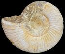 Perisphinctes Ammonite - Jurassic #54231-1